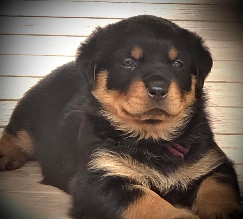 Bubba Veteran Grp 3 Nov 23, 2018 - Click for Larger View