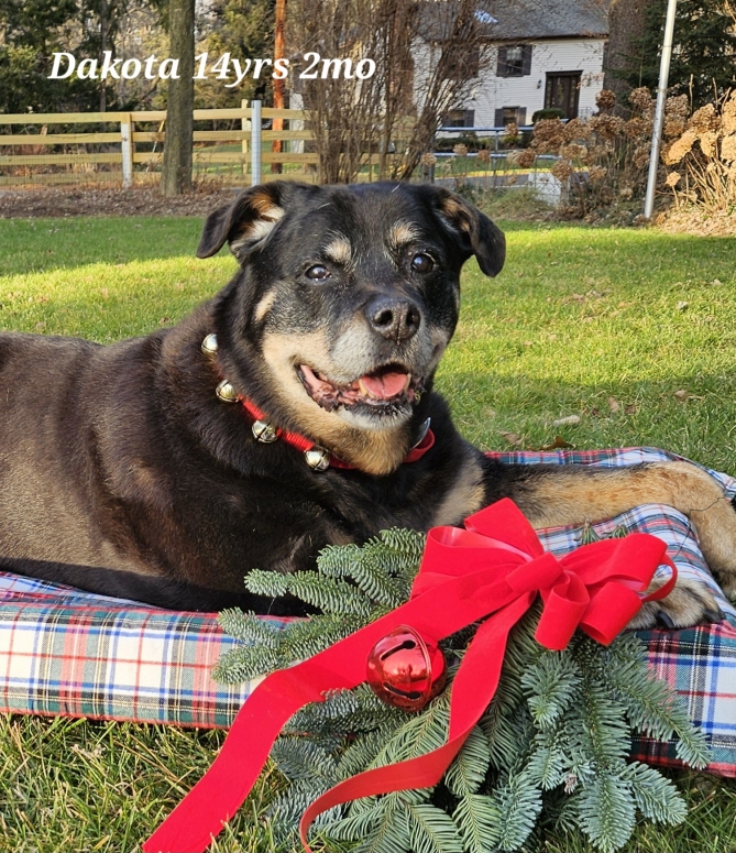 Dakota - 7 yrs - Click for more info Wllslands Goddess of Badlands