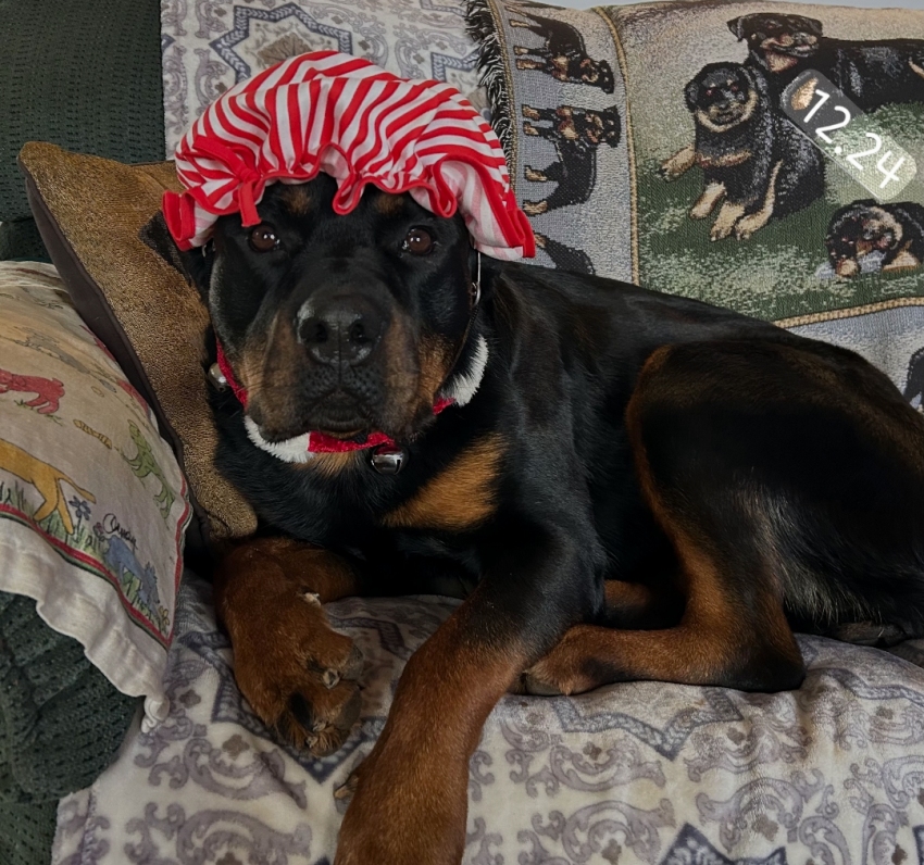 Mrs Claus 2024
