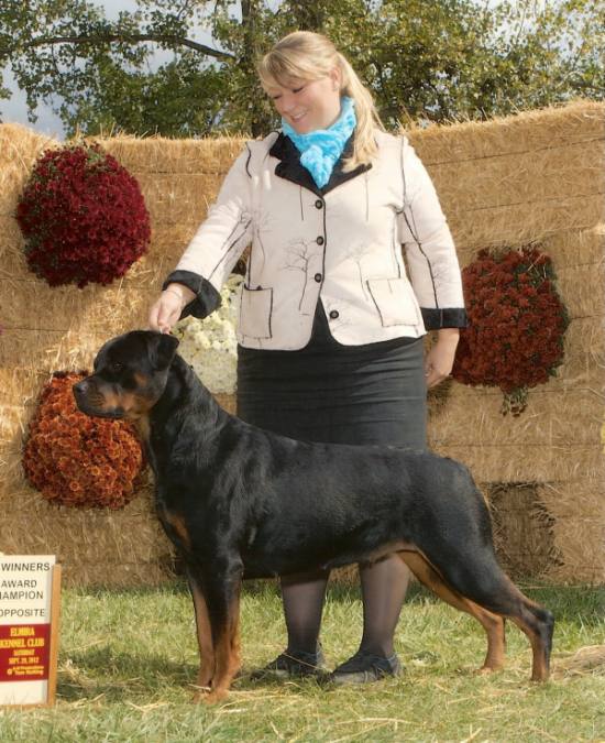 Von Hoffmans All Ado Over You