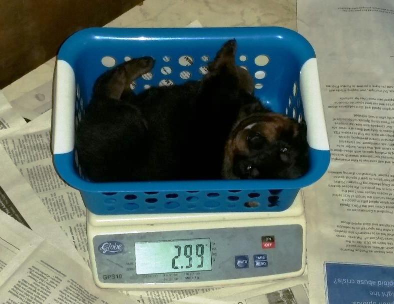Zuri @ 3 weeks