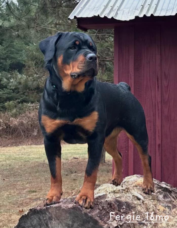 Ikon's Grand Marniers' Nighthawk V Wllslands