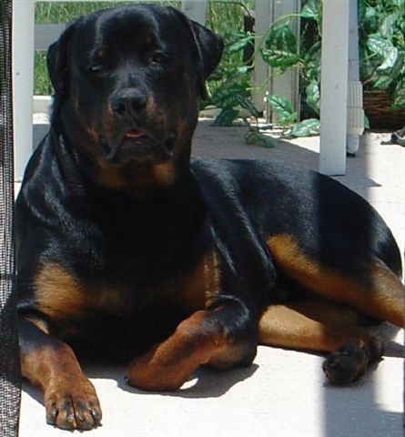 G man @ 8 months old