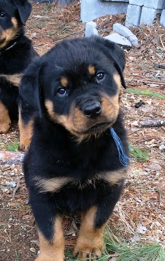 Jameson 8wks