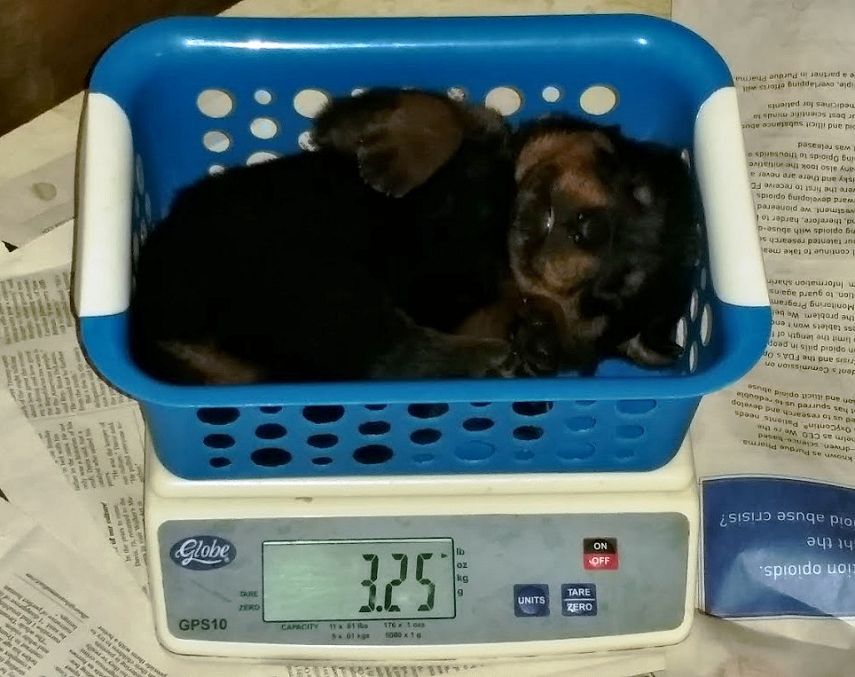 Jameson - 3 weeks