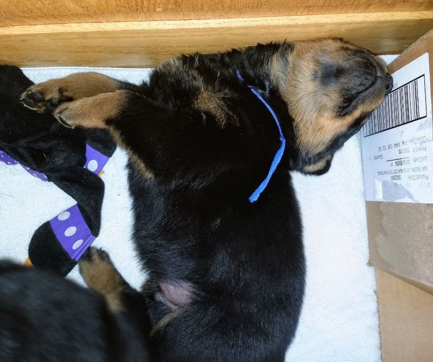 Jameson - 4 weeks