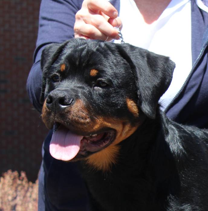 Wllslands Let It Be a Shot of Whisky @ 7 months