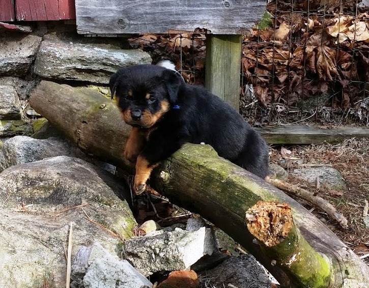 Jameson 5wks
