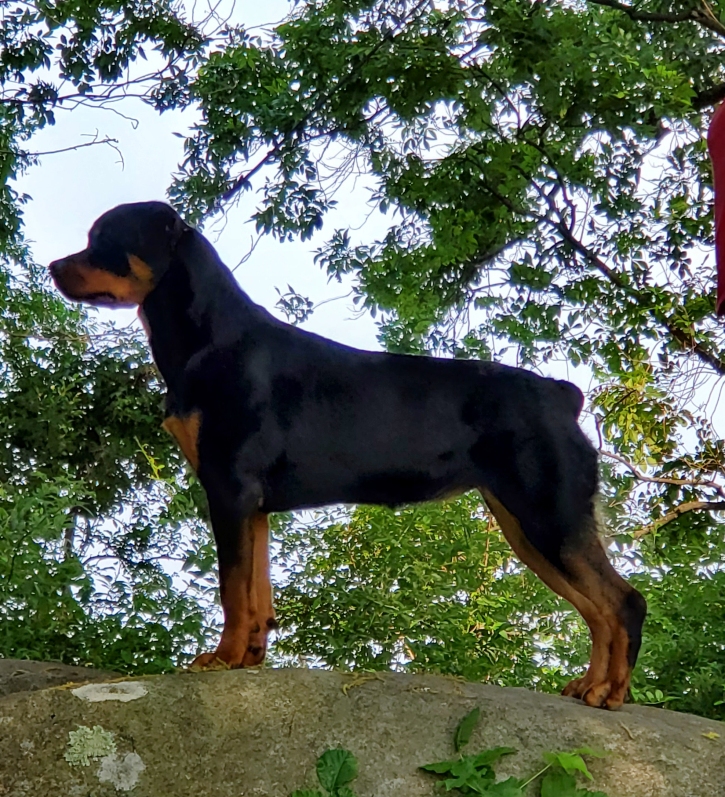 Ikon's Grand Marniers' Nighthawk V Wllslands @ 10 months - Click
for Larger View Marnie @ 10 months