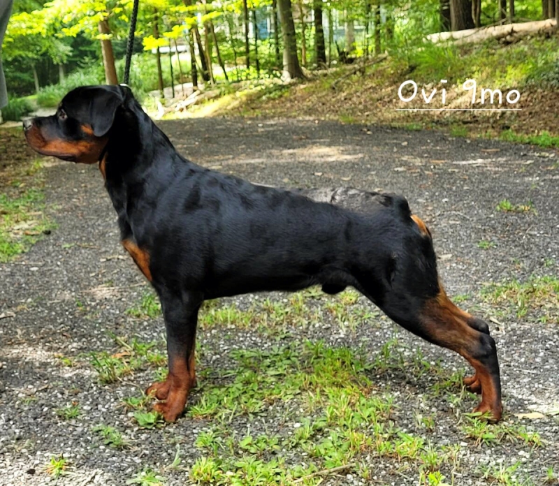 Wllslands Let It Be a Shot of Whisky @ 7 months