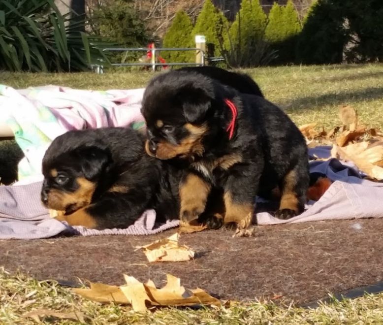 Zuri @ 4 weeks