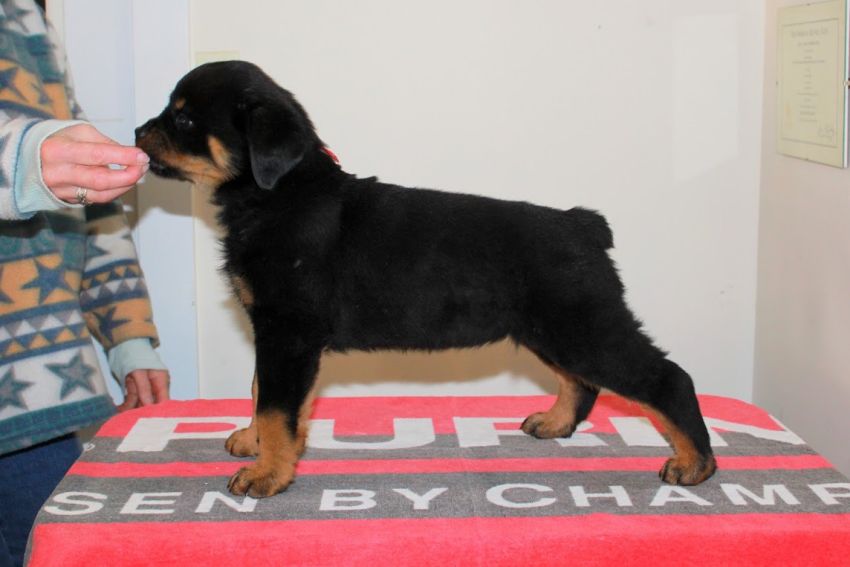 Zuri @ 8 weeks