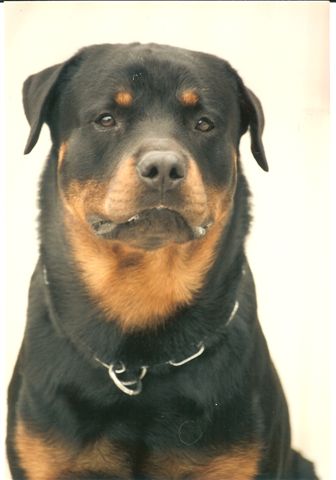 BIS BISS Select1 Am/Can Ch Vom Lidas Dragonz Treasure CGC TDI