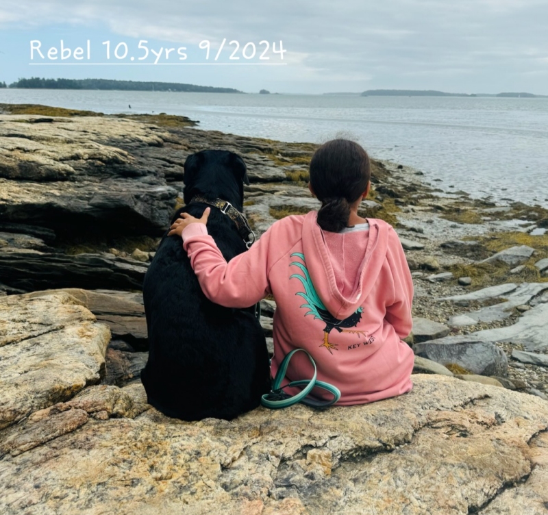 Wllslands Running with the Rebel - age 2.5yrs Rebel