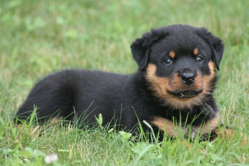 Black boy expression - 6wks 2 days