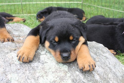 Brown girl asleep on rock