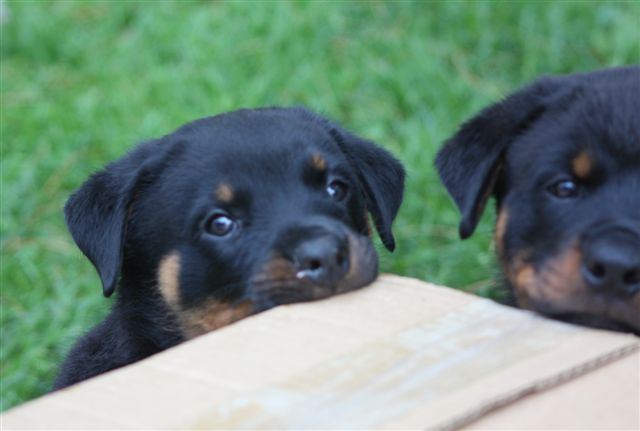 Digger and Bubba - 6wks 2 days