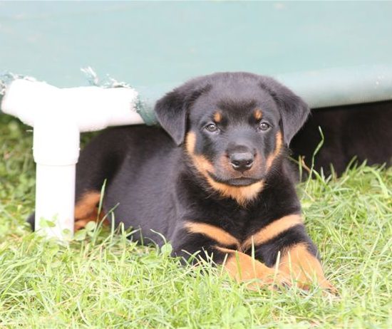 Green Boy - 7wks 2 days