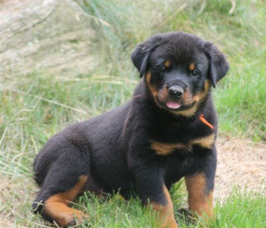 Orange boy - 7.5 wks