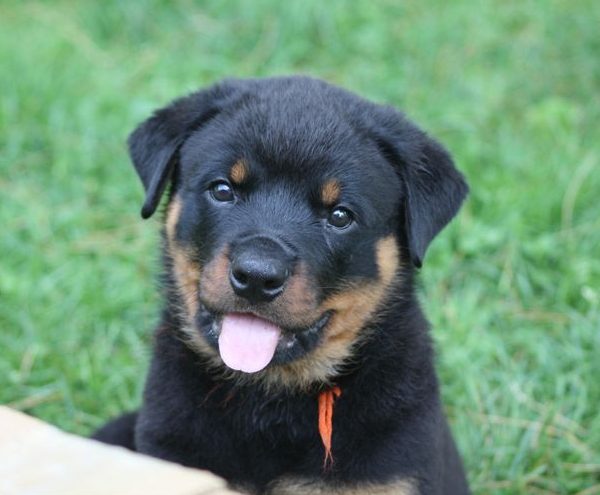 Orange boy - 7.5 wks