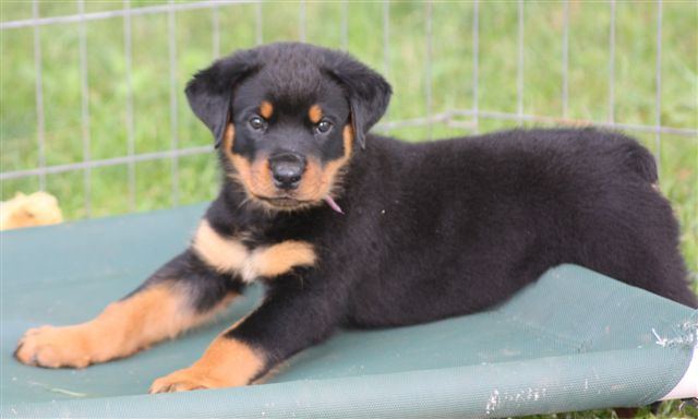 Purple boy - 7.5 wks