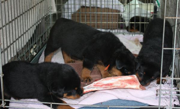 The pacifier for the ride home from the Cape