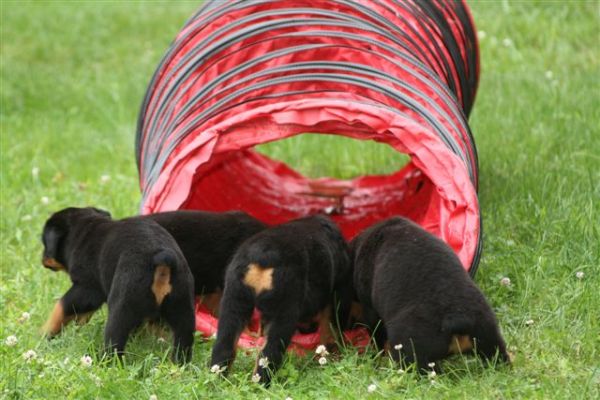 Agility tunnel - 6wks 2 days