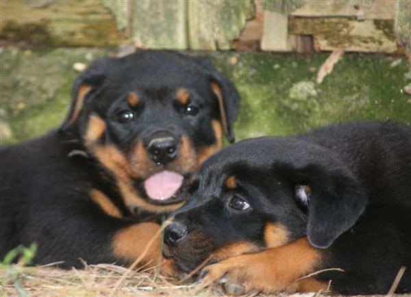 behind barn resting 7 wks