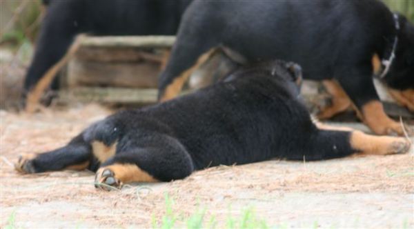 belly sleeping 7 wks