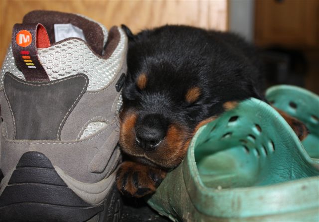 Black boy - 4 wks 1 day