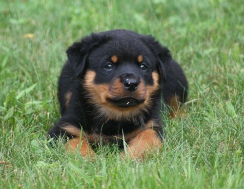 Black boy expression - 6wks 2 days