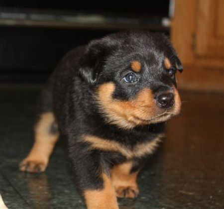 blue girl 4 wks 1 day