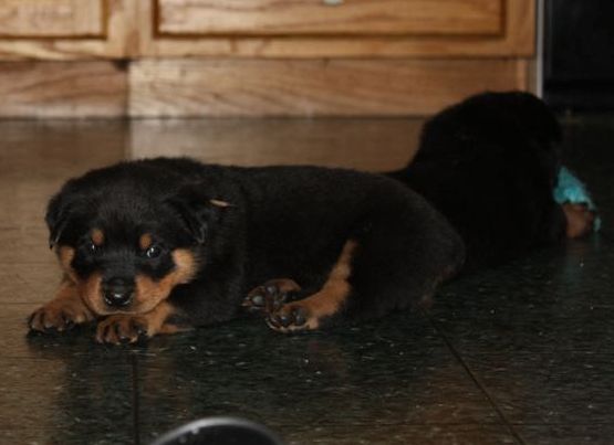 brown girl 4 wks 1 day