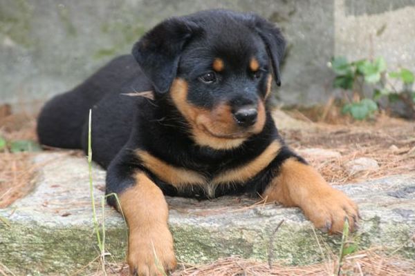 Brown girl - resting