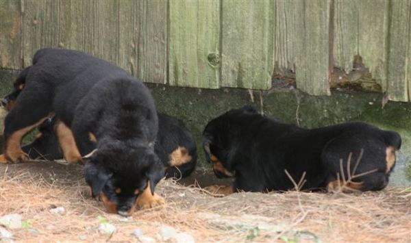 holes behind barn resting 7 wks