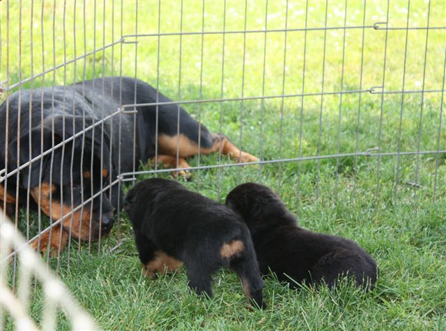 making friends w Anna 4 wks old