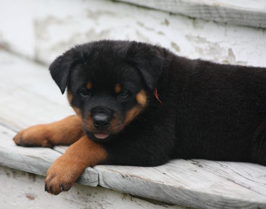 Orange boy - 6wks.jpg