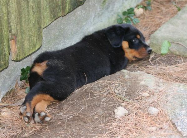 Resting behind barn