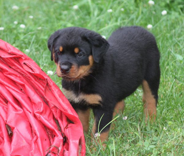 Purple boy - 6wks 2 days