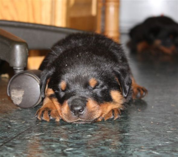 rainbow bright 4 wks 1 day