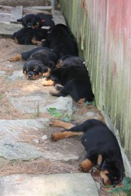 Sleeping against the barn
