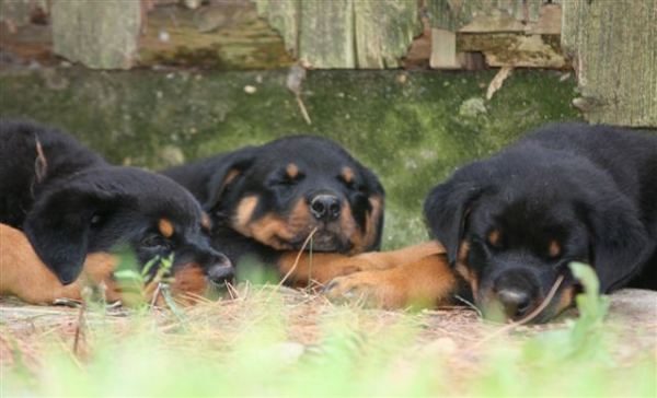 Three tired puppies behing barn 7 wks