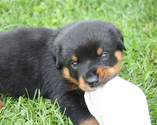 toe pacifier 4 wks 1 day