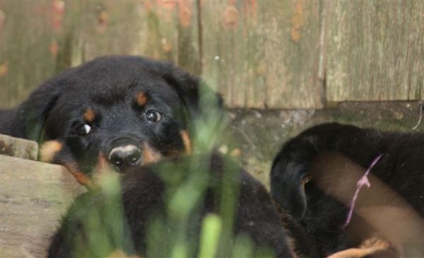 Who me? Resting behind the barn