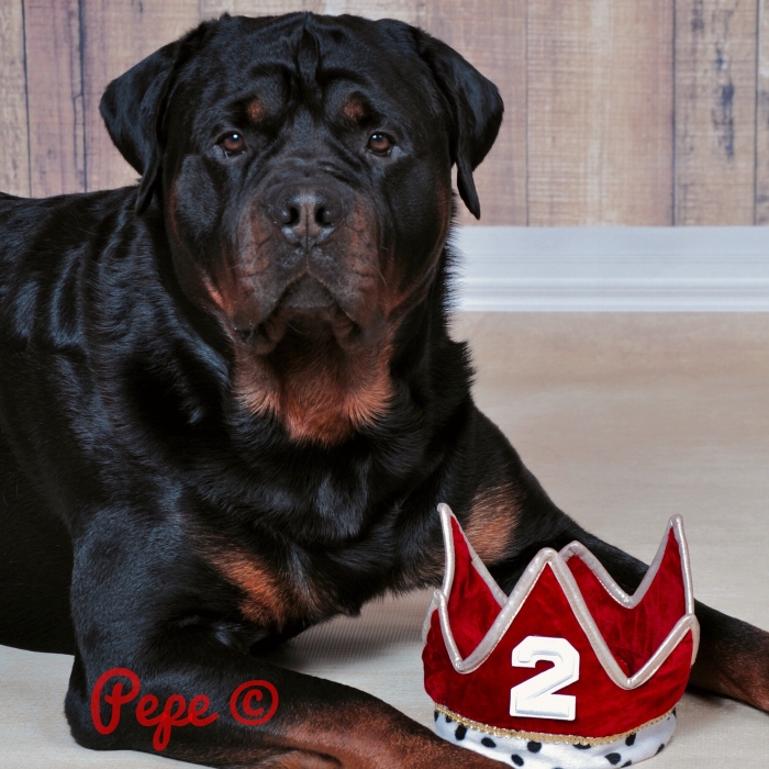 Wllslands Imagine Being King Louie