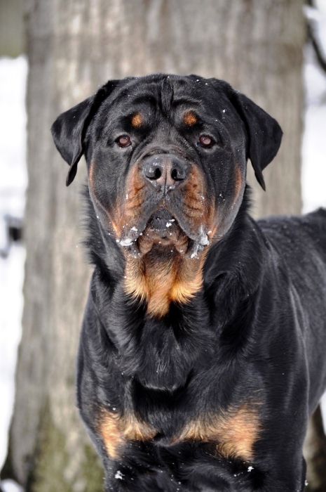 Wllslands Imagine Being King Louie