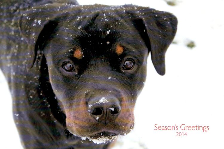 Wllslands Imagine Bella Luna