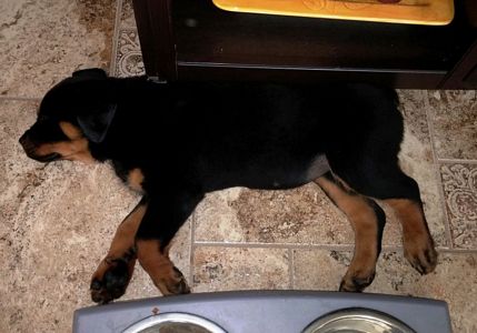 Click for Larger View