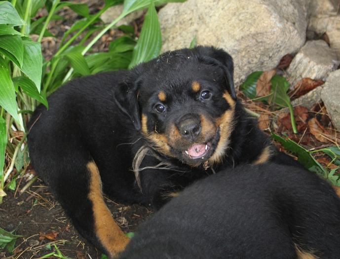 Wllslands Imagine Bella Luna