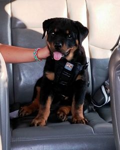 Click for Larger View